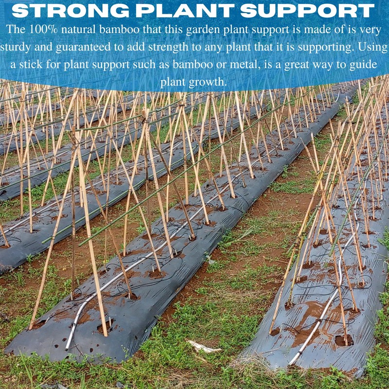 VBS - Bamboo Garden Stakes - Bambo Sticks, Bamboo Plant