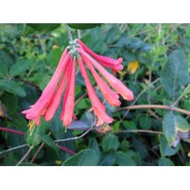 Coral Honeysuckle Vine Live Plant Lonceria sempervirens Bright Orange Flowers in Spring Florida Native Starter Size 4 Inch Pot Emerald TM