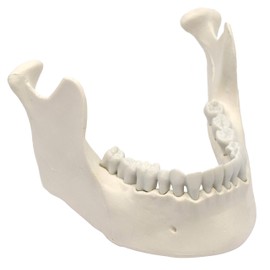 Mandible & Lower Jaw Model with 16 Teeth - Anatomically Accurate Human Bone Replica - Natural Size, Natural Color - Eisco Labs