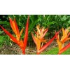 Buy Rare Seeds Cyrtostachys renda | Red Sealing Wax &