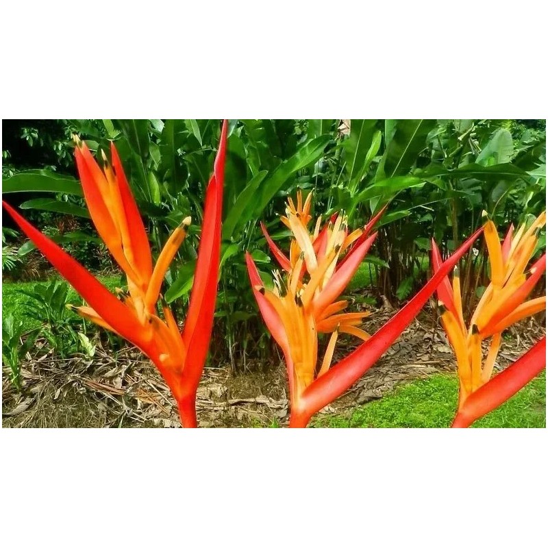Buy Rare Seeds Cyrtostachys renda | Red Sealing Wax &