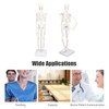 Garosa Modelo de Esqueleto del Cuerpo Humano, Modelo Mini Esqueleto