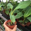 Unbranded FHIA-03 “Sweetheart” Dwarf Banana Plant – RARE Dwarf Banana