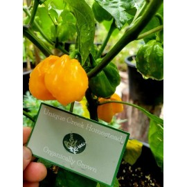 Habanero Yellow Giant Hot Pepper Seeds 100,000-350,00