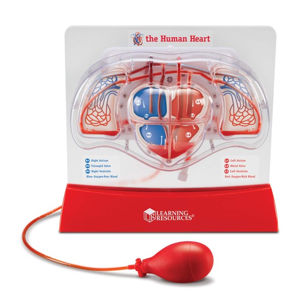 Learning Resources Pumping Heart Model - 1 Piece, Grades 3+ | Ages 8+ Educational Science Kit, Science Education Supplies, Science Teaching Supplies,Back to School Supplies,Teacher Supplies