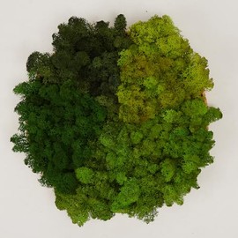 prefleur 5 Color Mix Pack Preserved Reindeer Moss Natural Green DIY Kit Gardenning Art Wall Decor Florist Decor (1 lb)(Green-01 Green-02 Green-03 Green-04 Green-12)