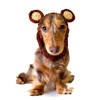 Zoo Snoods Grizzly Bear Costume - Warm Knit Dog Snood