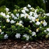 1 Gallon Gardenia August Beauty Shrub