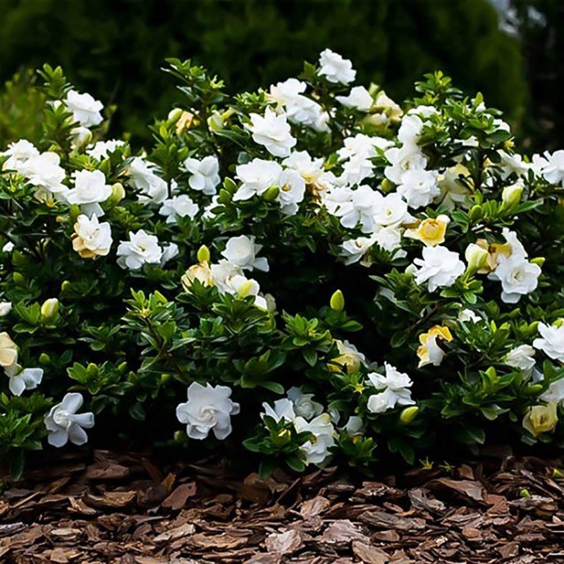 1 Gallon Gardenia August Beauty Shrub