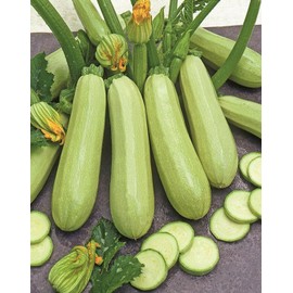 KIRA SEEDS - Seeds Zucchini Bush King 35 Days - Heirloom Vegetable - GMO Free