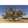 DV DESIGN Funny Tree Goats Morocco Animal Art Cover Black