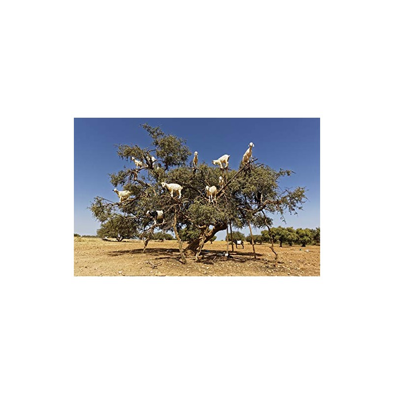 DV DESIGN Funny Tree Goats Morocco Animal Art Cover Black