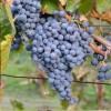 Ozark Mountain Plants 2 - THOMCORD Seedless Live Grape Vine