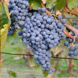 Ozark Mountain Plants 2 - THOMCORD Seedless Live Grape Vine Plants - 1-2 yr Old - Pruned for Planting