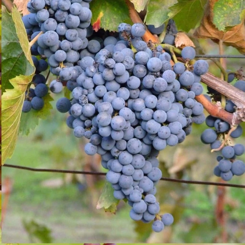 Ozark Mountain Plants 2 - THOMCORD Seedless Live Grape Vine