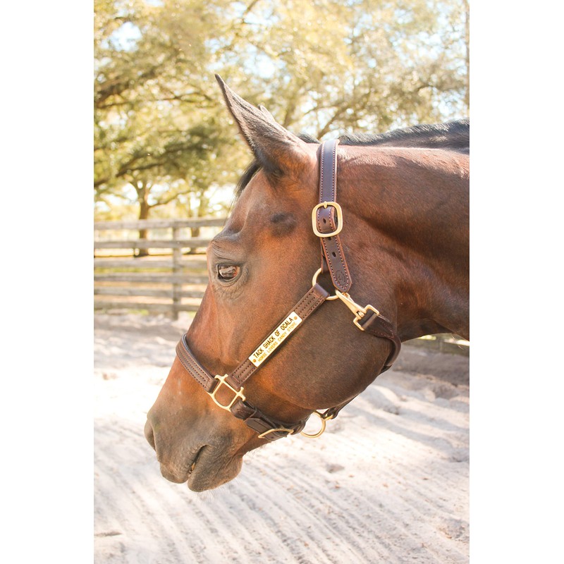 Tack Shack of Ocala Leather Halter with Customized Engraved Name