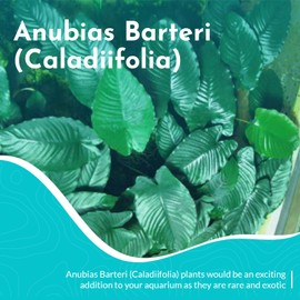 CANTON AQUATICS Anubias Barteri (Coffeefolia) - Dark Green Coloration- Strong Root Structure - All Natural & Organic Aquatic Plant - Long Lasting & Easy to Care - 3 Pack Potted