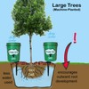 Tree I-V 10-pk DIY Root Feeder Kit w/Drill Bit &