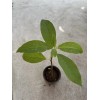 Avocado Fruit Tree 10” With Pot Seedling Live Plant Ready