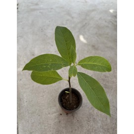 Avocado Fruit Tree 10” With Pot Seedling Live Plant Ready To Plant