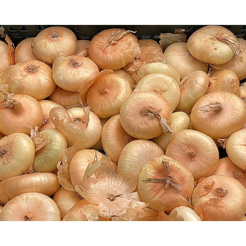 Cipollini Yellow Onion - Coin Shaped Sweet Onion - 400