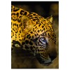 Will Davis Studios Jaguar Calmness and Strength Photography Fine Art