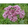 Little Seed Store 201+SWEET JOE PYE WEED Flower Seeds Fragrant