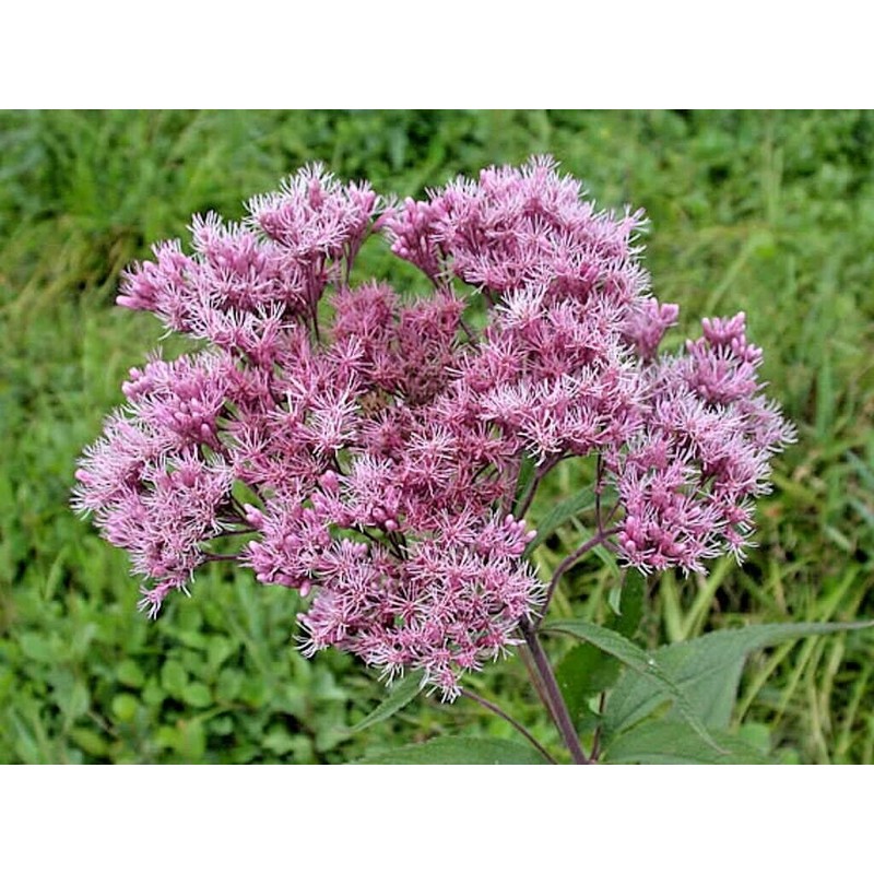 Little Seed Store 201+SWEET JOE PYE WEED Flower Seeds Fragrant