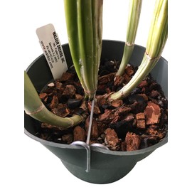 Orchid Nerd Galvanized Rhizome Clip for Plastic Pot (4 Inch 10 PK) Orchid Clips