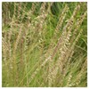 Everwilde Farms - 1 Lb Side-Oats Grama Native Grass Seeds