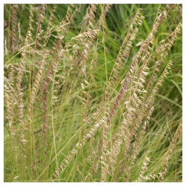 Everwilde Farms - 1 Lb Side-Oats Grama Native Grass Seeds - Gold Vault