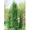 Conifer Kingdom Juniperus virginiana 'Taylor' - Virginia Juniper *Live Plant