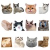 12Pcs Funny Cat Meme Fridge Magnets Cute Refrigerator Magnetic Stickers