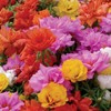 10,000+ Moss Rose Seeds – Heirloom Portulaca Seeds – Easy