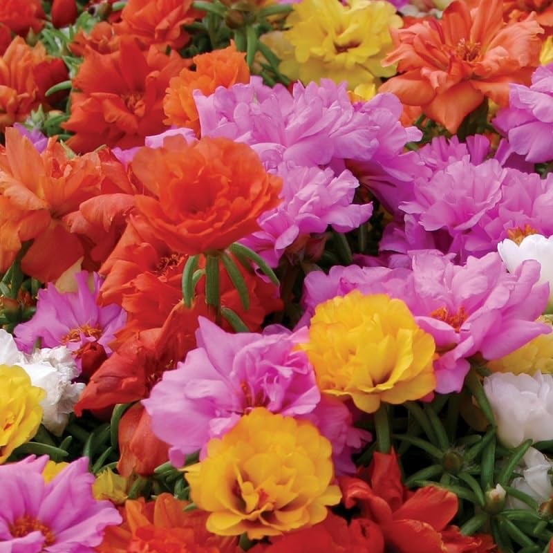 10,000+ Moss Rose Seeds – Heirloom Portulaca Seeds – Easy