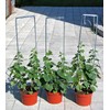 22Day Seeds: Seeds Self-Pollinated Cucumber Indoor F1 / Indoor /
