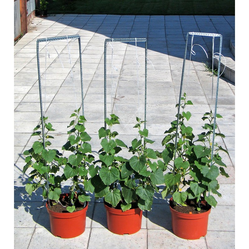 22Day Seeds: Seeds Self-Pollinated Cucumber Indoor F1 / Indoor /
