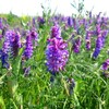 1000+ Seed Hairy Vetch Cover Crop Organic Seed for Planting-Plant