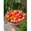 Rhiannons_garden_goodies Ditmarsher Micro Dwarf Tomato Seeds Organic 10 Count *Free