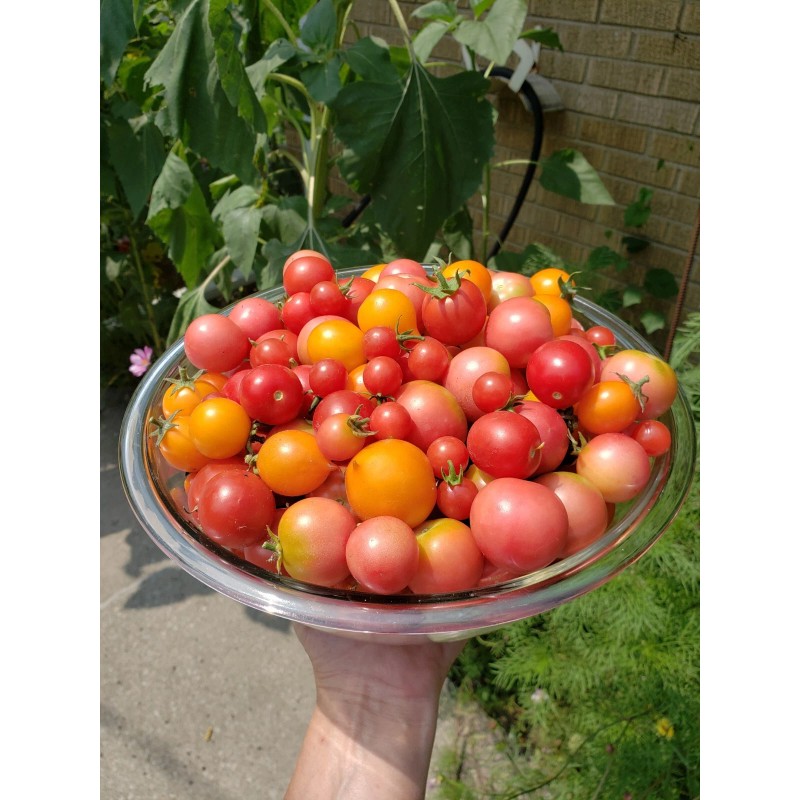 Rhiannons_garden_goodies Ditmarsher Micro Dwarf Tomato Seeds Organic 10 Count *Free