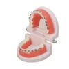 Teeth Dental Demonstration Model, Dental Typodont Tooth Model with Orthodontic