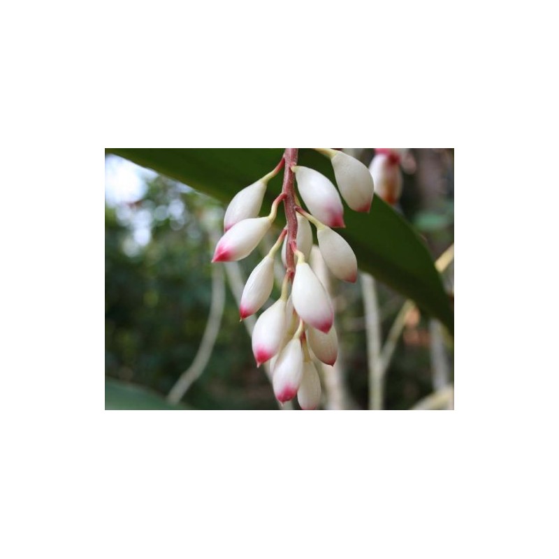 Momeach Distilled Water 100% from Ikaijin 3.4 fl oz (100