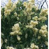 (1) - Primrose Yellow French Lilac (Syringa) - Starter Plant