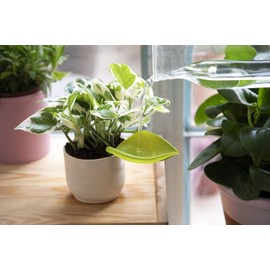 Peleg Design Leaflow Plant Pot Watering Funnel (Set of 3), Plant Watering Funnel for Indoor and Outdoor Plants, Watering Leaves for Plants