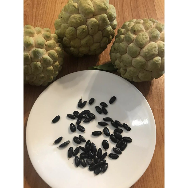 Tree 1 Sugar Apple Na Dai( Mãng Cầu Dai) 5”