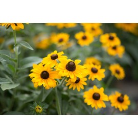 Brown-Eyed Susan Flower Seeds for Planting, 3000+ Seeds Per Packet, (Isla's Garden Seeds), Non GMO & Heirloom Seeds, Scientific Name: Rudbeckia triloba, Great Home Flower Garden Gift