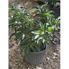 Chindo Viburnum (Viburnum awabuki 'Chindo')
