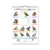 British Wild Birds 2026 Yearly Wall Hanging Calendar - Splash