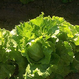 Lettuce Seeds - Crisphead - Ithaca - .25 Oz ~6,250 - Lactuca Sativa - Farm & Garden Vegetable Seeds - Non-GMO, Heirloom, Open Pollinated, Annual