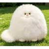 White Cat Stuffed Animals Pillow Cute Decorative Pillows for Bed